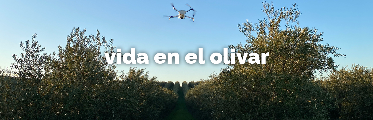 vida en el olivar