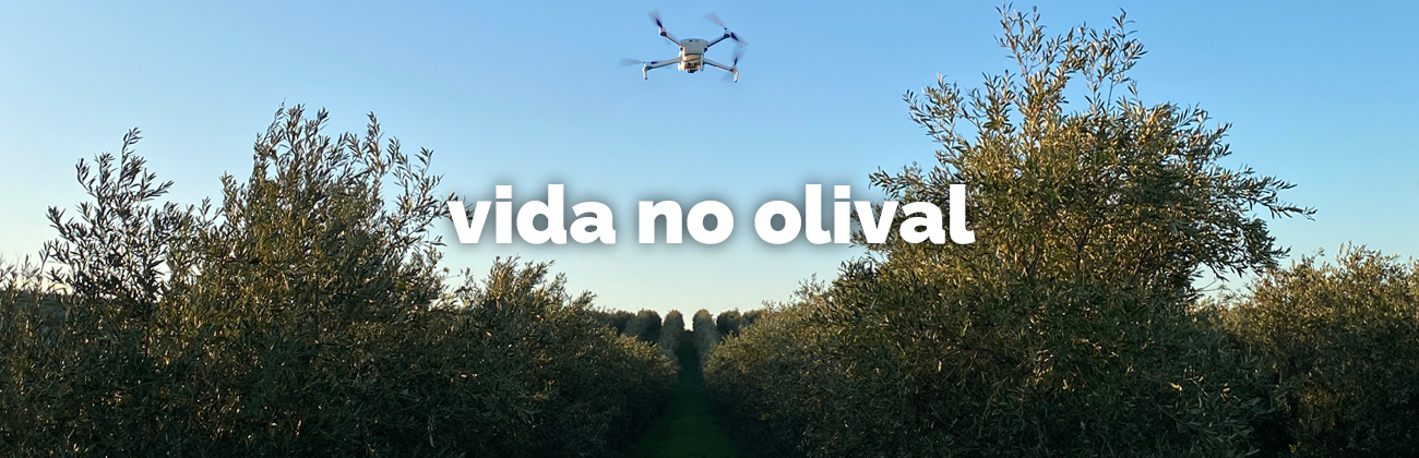 vida en el olivar